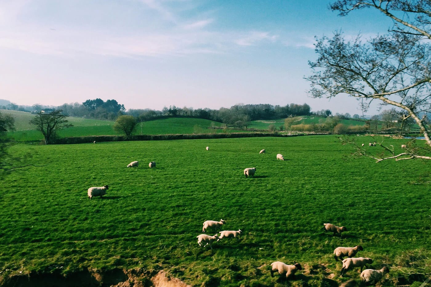 Sheep in a field in Devon